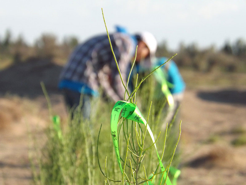 7��14����������ҁ��������֌���ٛ(z��ng)�ߵľG�z��ϵ�������ϡ�����ͽz����ꖹ����ҫ���W���Gɫ�Ĺ�â��