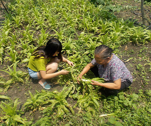 ��������æ�_�y��ժ�Ĳ˲��ϸ���ժ��Ч�ʵ�����(j��ng)�^������Ϥ��ָ��(d��o)���ܿ��(du��)�T���M(j��n)���ˠ�B(t��i)��