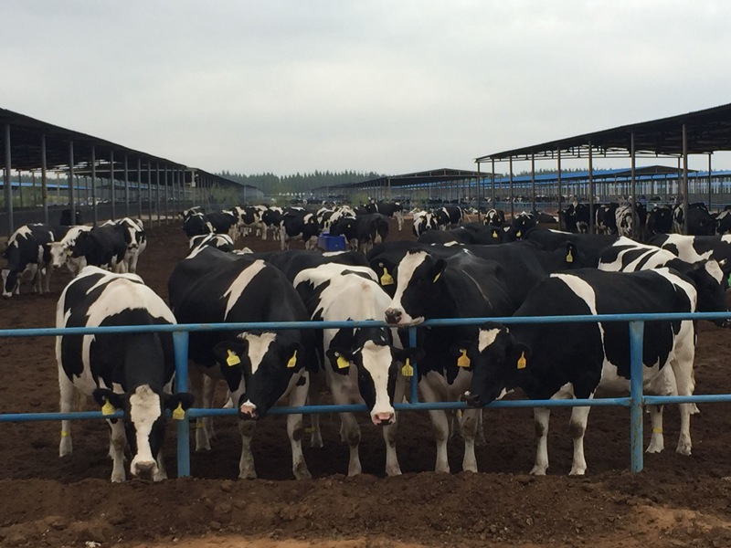 ���w��ɳĮ�ｨ�O����ţ����