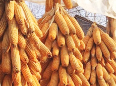 �Ŵ���������֮����