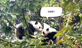 �L�L��̫�ɐ�����С��ȫ�̡���ĸЦ����